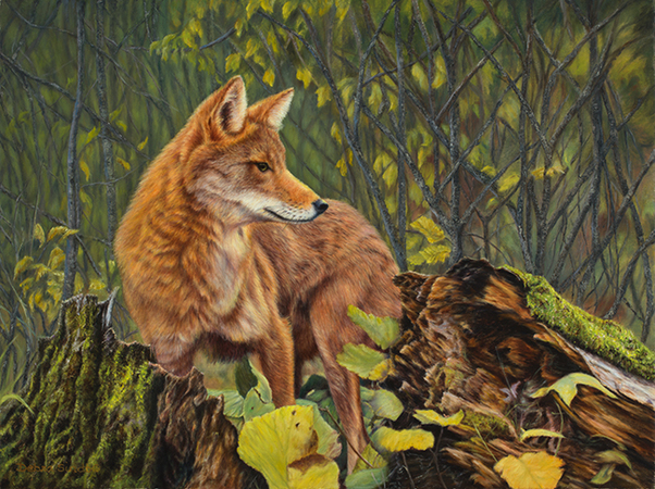 "Ever Vigilant" - "18 x 24" Oil on Linen Coyote- Original Available, Prints Available