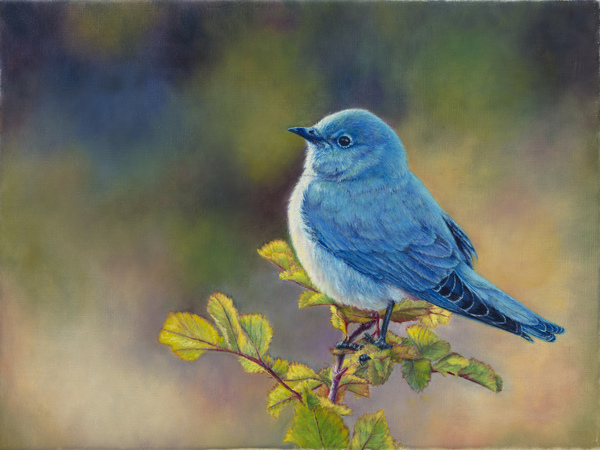 "Mr Bluebird" - 12"x 14" Oil on Linen- Prints Available