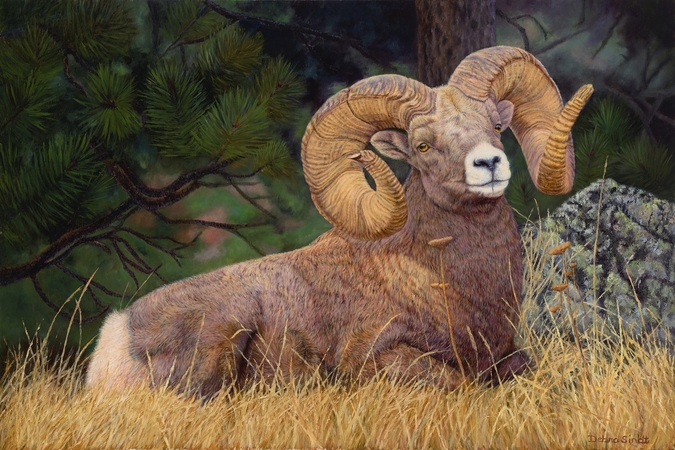 "No Rival" - 24"x 36"Oil on Linen Big Horn Sheep- Prints Available
