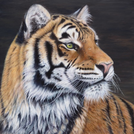 "The Tigress" - 18"x 18" Oil on Linen- Original Available, Prints Available