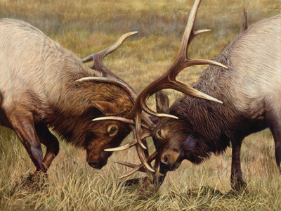 "Battle of The Bulls" Winner of the "Rocky Mountain Elk Foundation Featured Artist" for 2020