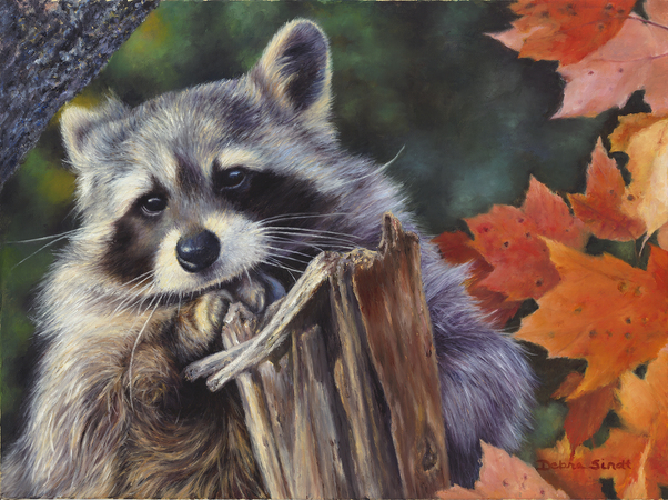 "I Need A Break" - 12"x 16" Oil on Linen, Raccoon in Fall leaves